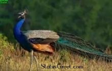 Ashadhi bij special WhatsApp status video